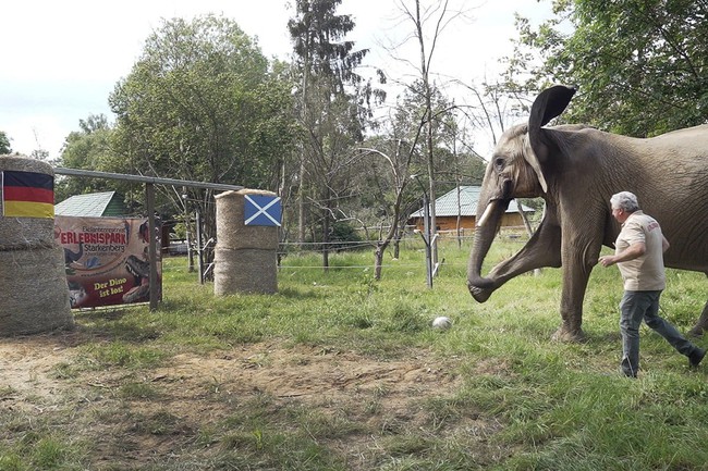 Xuất hiện voi 'tiên tri' ở EURO 2024, trổ tài dự đoán chính xác kết quả trận đấu - Ảnh 1.