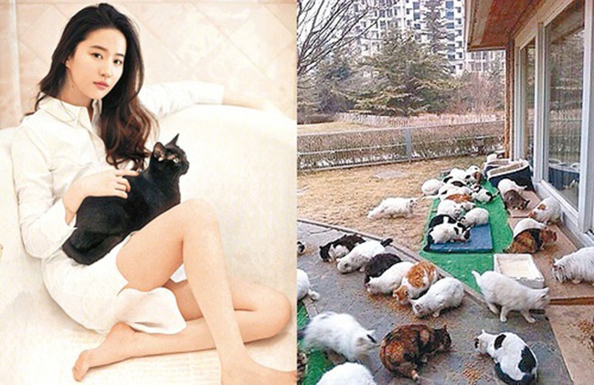 Lưu Diệc Phi: Có cả dàn xe sang, sở hữu hàng ngàn tỷ đồng nhưng vẫn dùng đồ cũ - Ảnh 7.