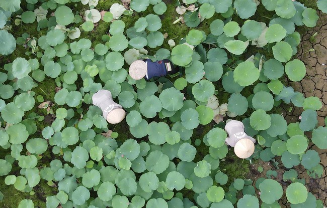 Nâng tầm giá trị sen Hà Nội (kỳ 1): Từ sen bách diệp Tây Hồ… - Ảnh 2. Nâng tầm giá trị sen Hà Nội (kỳ 1): Từ sen bách diệp Tây Hồ… - Ảnh 2.