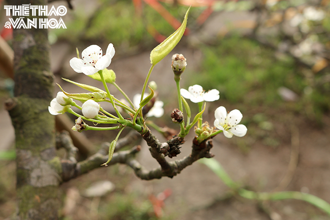 img_1536 Chú thích ảnh