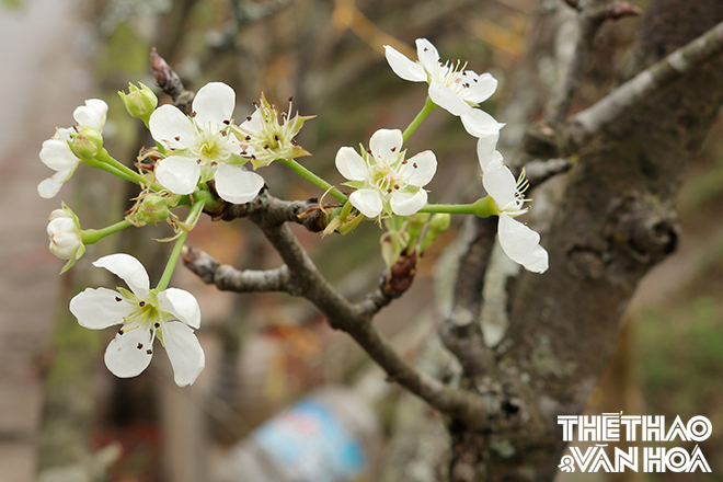 img_1538 Chú thích ảnh