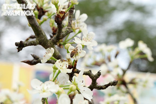 img_1541 Chú thích ảnh