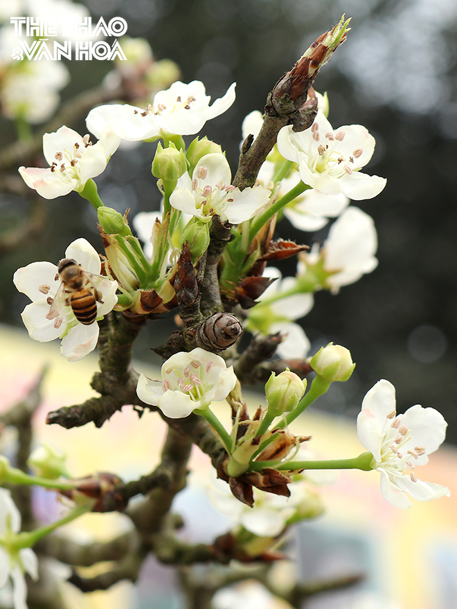 img_1544 Chú thích ảnh