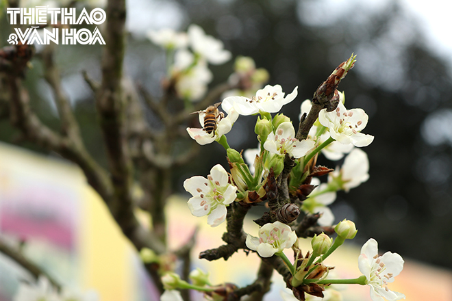 img_1546 Chú thích ảnh