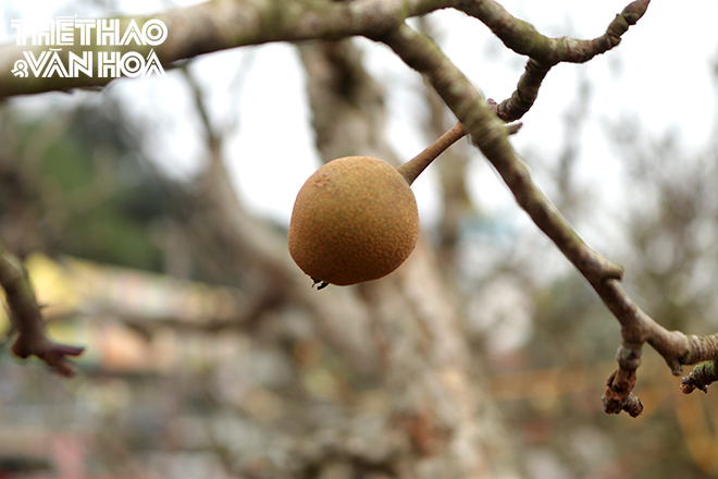 img_1549 Chú thích ảnh