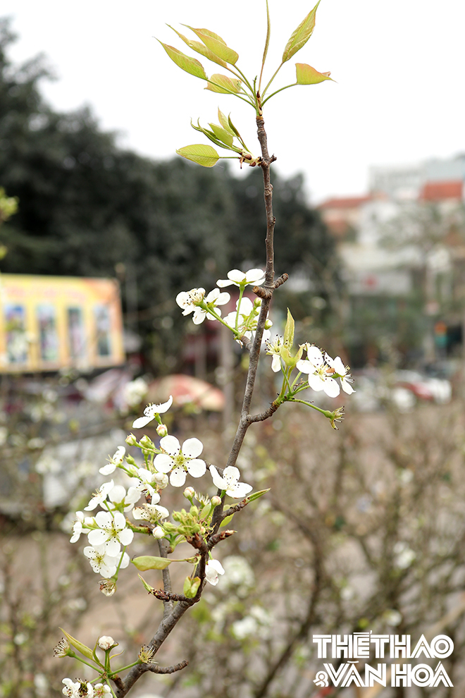 img_1556 Chú thích ảnh