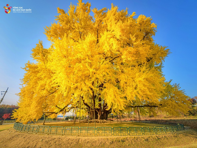 Tổng cục Du lịch Hàn Quốc đưa game thủ nổi tiếng Morgan đến Việt Nam - Ảnh 4. Tổng cục Du lịch Hàn Quốc đưa game thủ nổi tiếng Morgan đến Việt Nam - Ảnh 4.