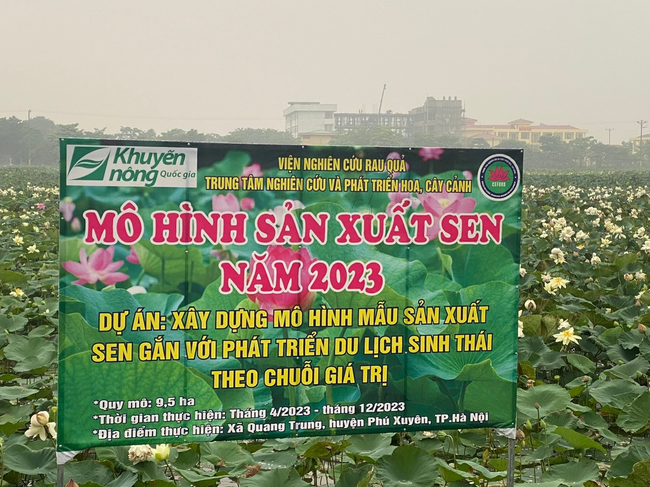 Nâng tầm giá trị sen Hà Nội (kỳ 1): Từ sen bách diệp Tây Hồ… - Ảnh 4. Nâng tầm giá trị sen Hà Nội (kỳ 1): Từ sen bách diệp Tây Hồ… - Ảnh 4.