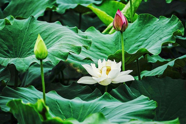 Lần đầu tiên tổ chức Lễ hội Sen Hà Nội 2024 - Ảnh 3. Lần đầu tiên tổ chức Lễ hội Sen Hà Nội 2024 - Ảnh 3.